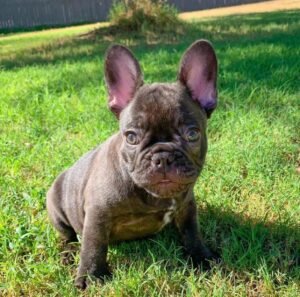 https://frenchbulldogparadize.com/