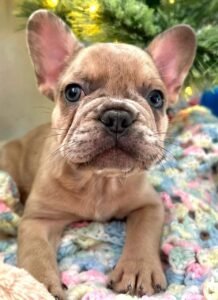 https://frenchbulldogparadize.com/