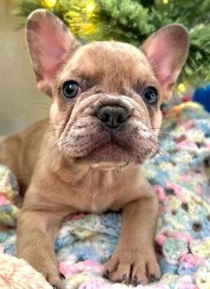 https://frenchbulldogparadize.com/