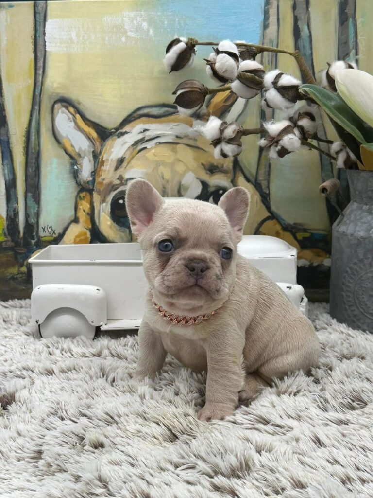 https://frenchbulldogparadize.com/