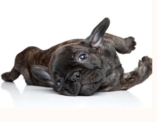 frenchbulldogparadize.com