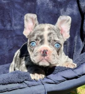 Name: Willow