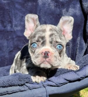 Name: Willow