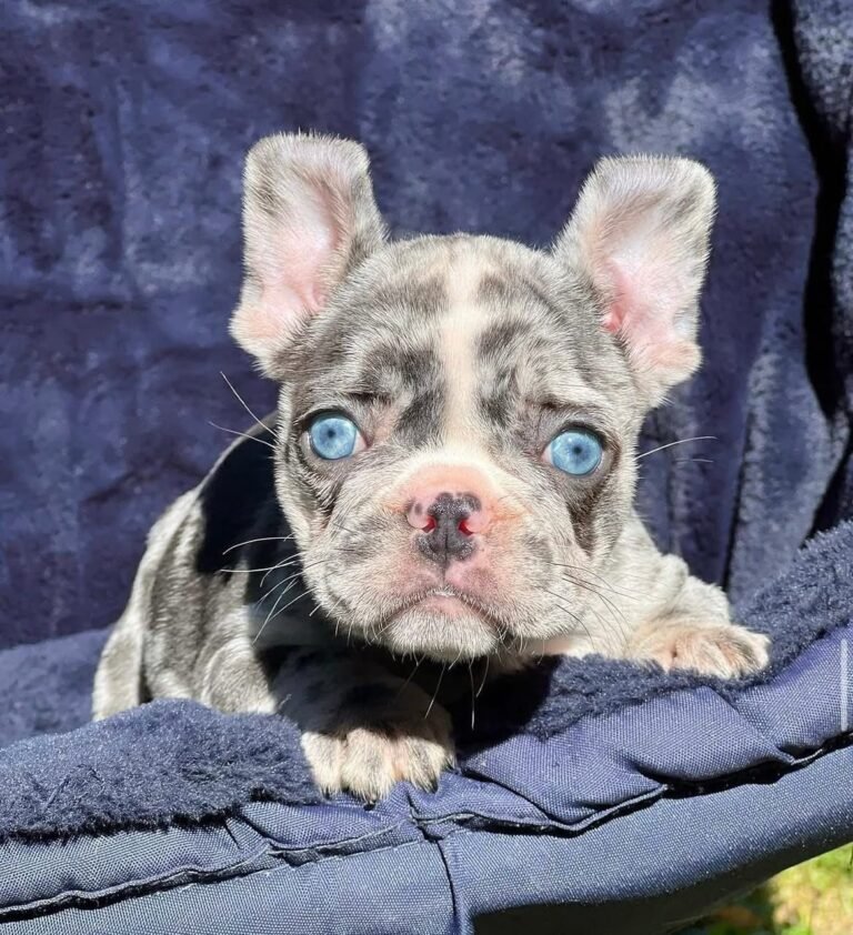 Name: Willow