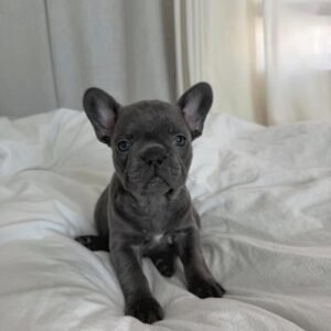 FRENCHIE