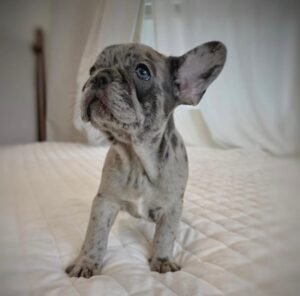 Name: Pugsley