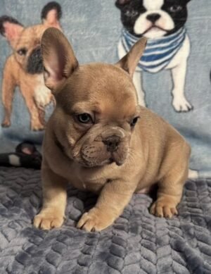 Name: Ella