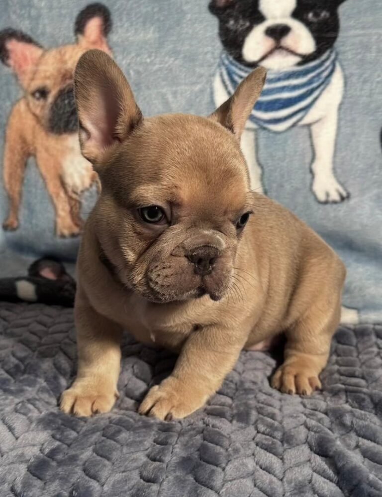 Name: Ella