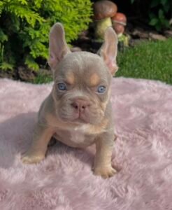 Name: Pugsley