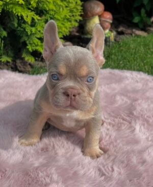 Name: Pugsley